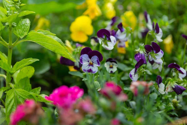 Nahaufnahme Der Schönen Blumen Geeignet Für Floralen Hintergrund — Stockfoto