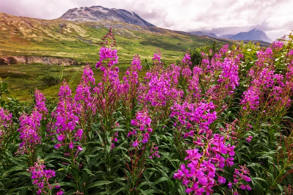 Picturesque Mountain View Canadian Rockies Summer Season — стокове фото