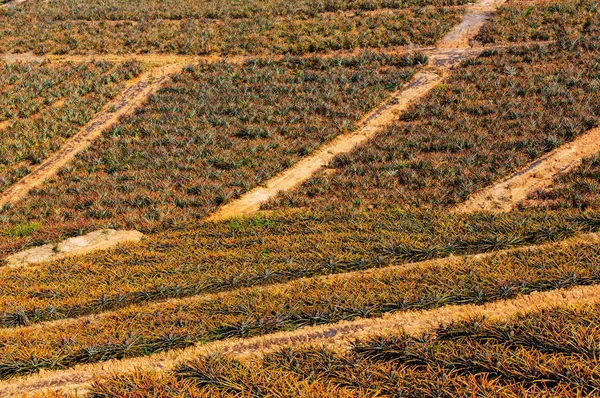 Plantação Abacaxi Norte Tailândia — Fotografia de Stock