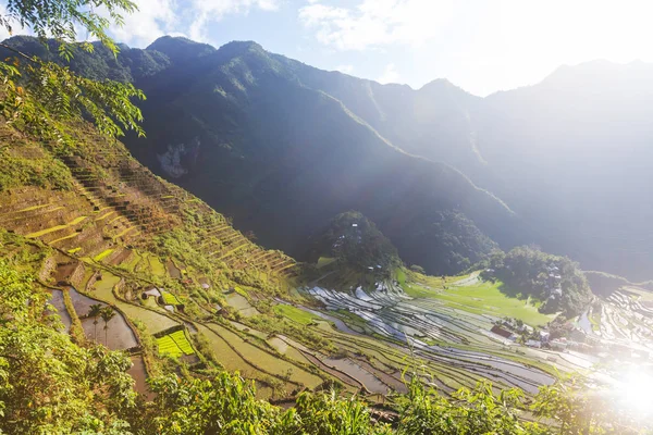 Belles Terrasses Riz Vert Aux Philippines Culture Riz Dans Île — Photo