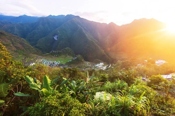 Schöne Grüne Reisterrassen Auf Den Philippinen Reisanbau Auf Der Insel — Stockfoto