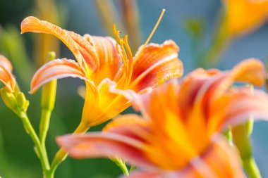 Güzel çiçeklerin yakın çekimi. Çiçek arkaplanı için uygun.