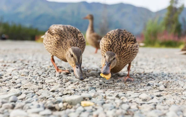 Incroyable Canard Colvert Sur Lac Des Montagnes — Photo