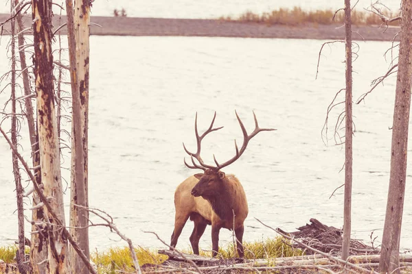 Mountain Bull Elk Herfstbos Colorado Verenigde Staten — Stockfoto