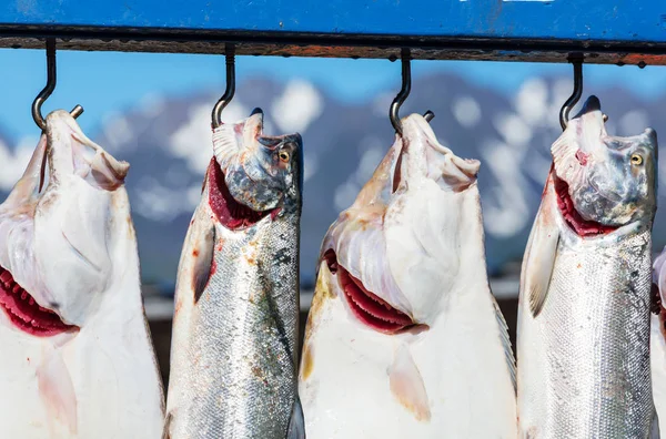 Fresh Caught Fish Seward Alaska Usa — Stock Photo, Image