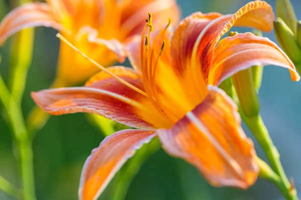 近くに美しい花のショット 花の背景に適しています — ストック写真