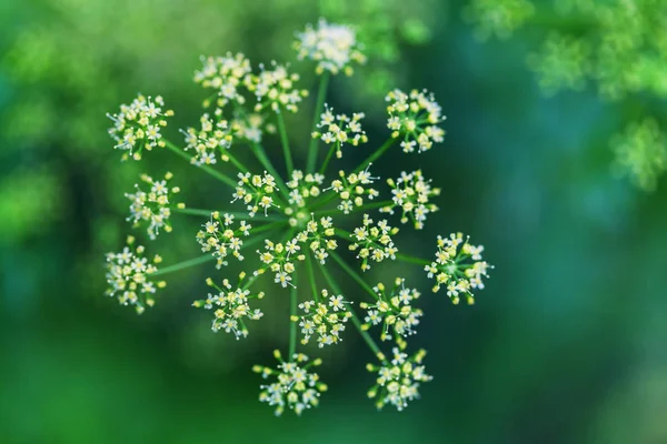 Een Close Van Prachtige Bloemen Geschikt Voor Bloemen Achtergrond — Stockfoto