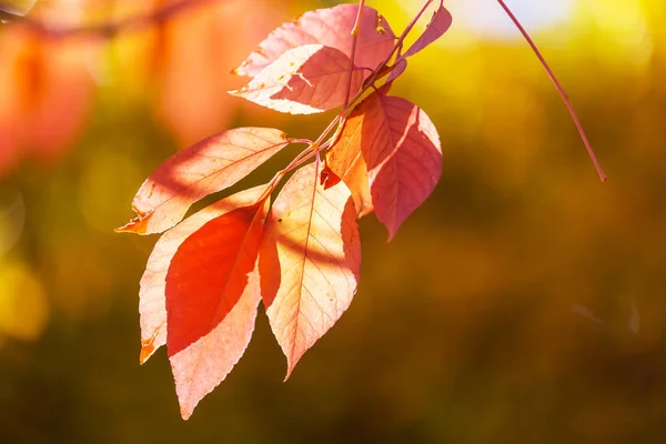 가을에는 노란색의 이미지에 적합하다 — 스톡 사진