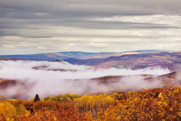 Farverige Gule Efterår Colorado Usa Efterårssæson - Stock-foto