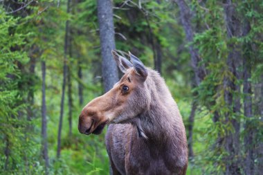 Geyik sonbahar ormanında. ABD 'de vahşi yaşam.