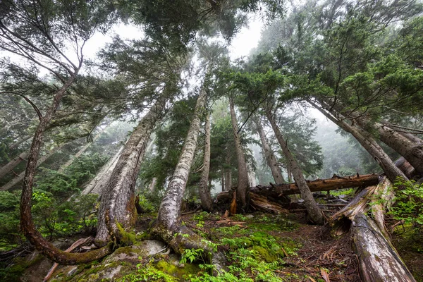 Zauberhafter Nebelwald Schöne Naturlandschaften — Stockfoto