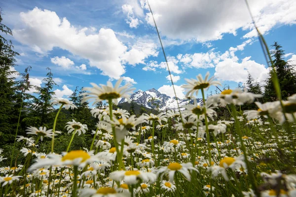 Mountain Äng Alaska Sommarsäsongen — Stockfoto