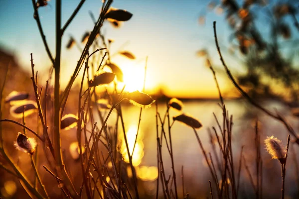 Solig Dag Blomsterängen Vacker Naturlig Bakgrund — Stockfoto