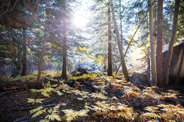 Красочные Солнечные Лесные Пейзажи Осенний Сезон Желтыми Деревьями Ясный День — стоковое фото