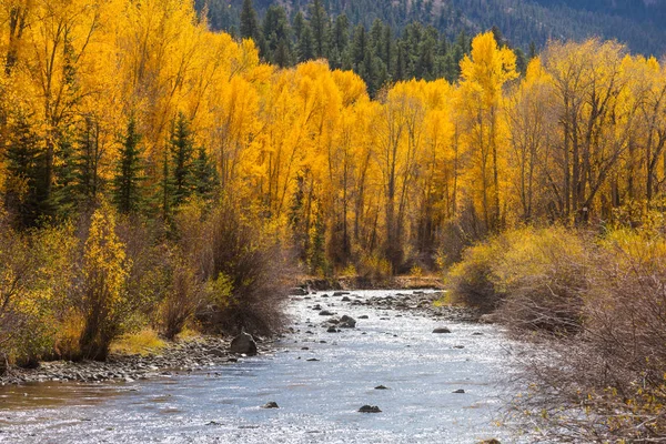 Arroyo Del Bosque Otoño — Foto de Stock