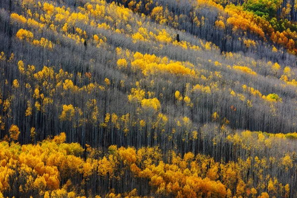 Scena Colorata Della Foresta Soleggiata Nella Stagione Autunnale Con Alberi — Foto Stock