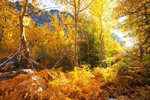 Saison Automne Colorée Montagne — Photo