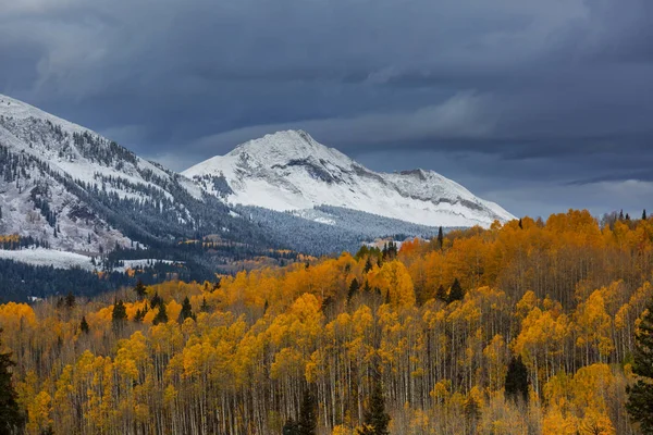 Automne Jaune Coloré Dans Colorado États Unis Saison Automne — Photo