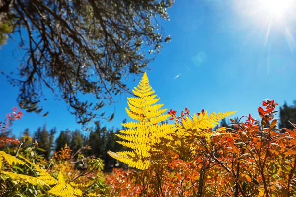 Sierra Nevada Dağı Nın Manzarası Sonbahar Yaprakları Kaliforniya Abd — Stok fotoğraf