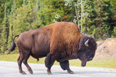 Yellowstone Ulusal Parkı 'ndaki Wild Buffalo, ABD
