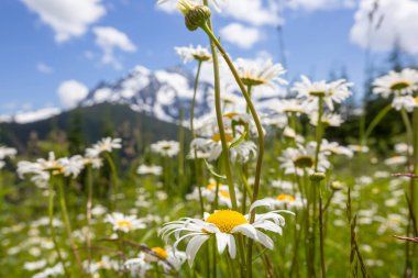 Yaz zamanı papatya çayırı