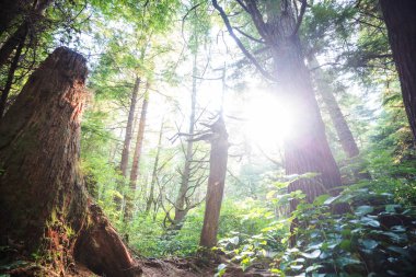 Yoğun bitki örtüsü olan yağmur ormanı
