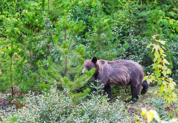 Niedźwiedź Grizzly Sezonie Letnim — Zdjęcie stockowe