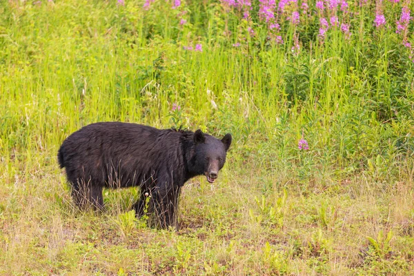 Czarny Niedźwiedź Lesie Kanada Sezon Letni — Zdjęcie stockowe