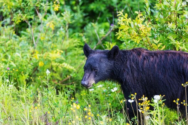 Czarny Niedźwiedź Lesie Kanada Sezon Letni — Zdjęcie stockowe