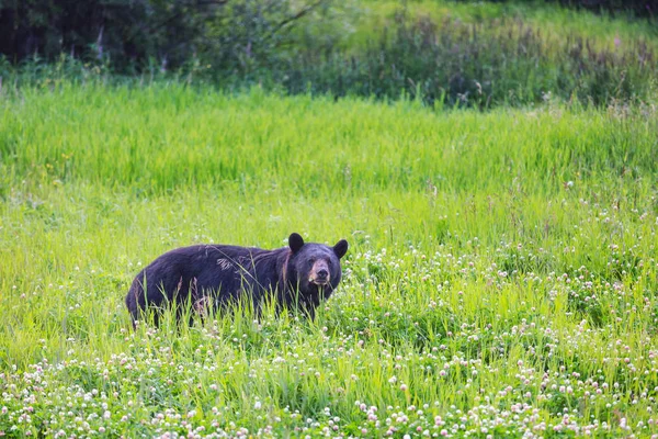 Urso Negro Floresta Canadá Temporada Verão — Fotografia de Stock