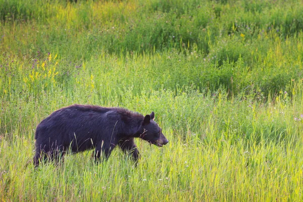 Zwarte Beer Het Bos Canada Zomerseizoen — Stockfoto