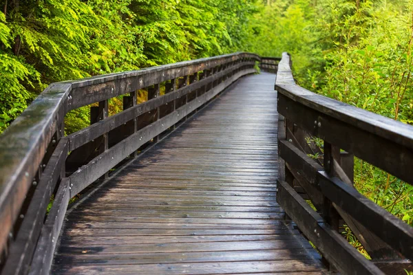 Houten Promenade Het Bos — Stockfoto