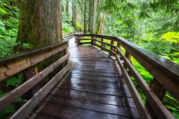 Passerella Legno Nella Foresta — Foto Stock