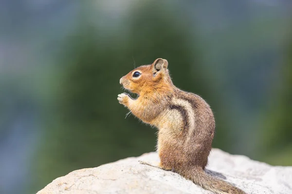 American Chipmunk Eats Hand — Stock Photo, Image