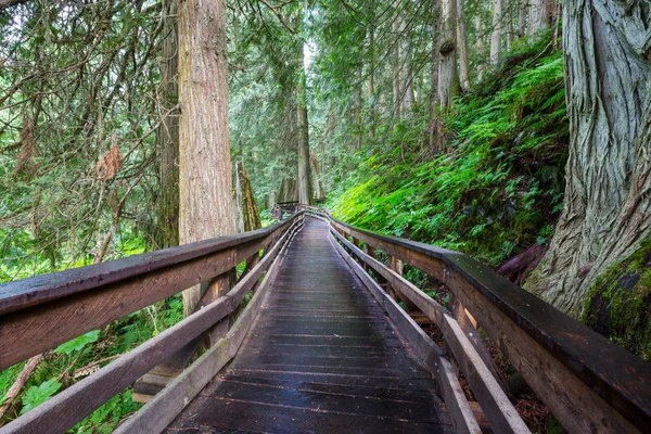 Passerella Legno Nella Foresta — Foto Stock