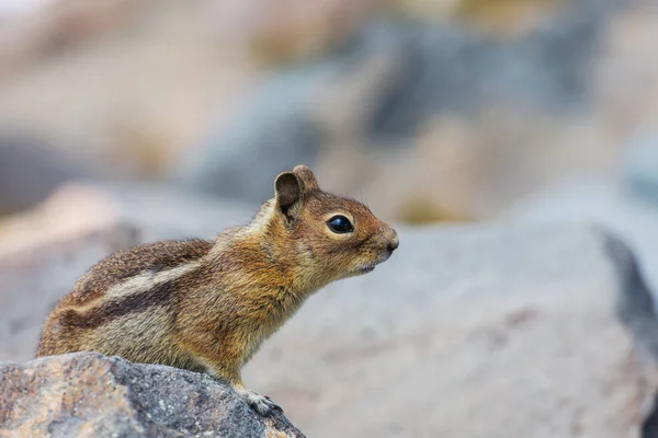 Chipmunk Américain Mange Main — Photo