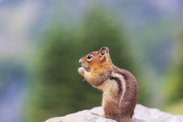 American Chipmunk Eats Hand — Stock Photo, Image