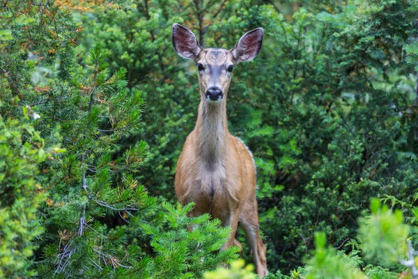 Hirsche Grünen Wald Usa — Stockfoto