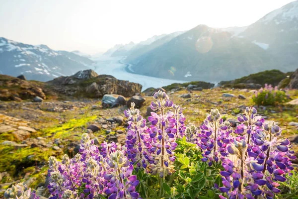 Vacker Sommaräng Bergen Alaska Usa — Stockfoto