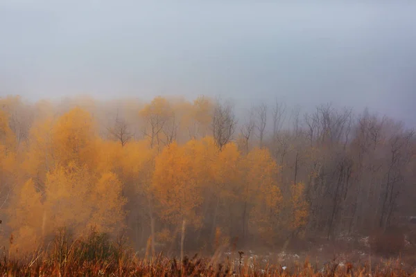 Late Autumn Landscapes Trees Covered Hoarfrost Sunrise — Stock Photo, Image