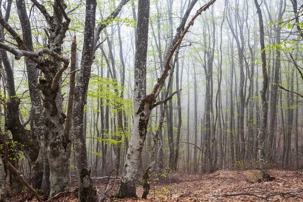 Forêt Brumeuse Magique Beaux Paysages Naturels — Photo