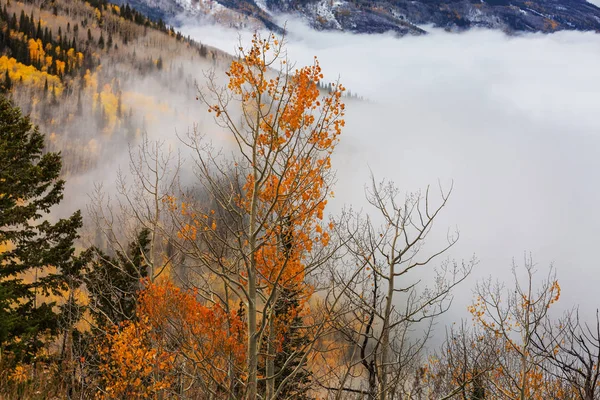 後半の秋の風景 日の出霧氷に覆われた木 — ストック写真