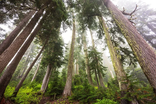 Magisk Tåkeskog Vakre Naturlandskap – stockfoto