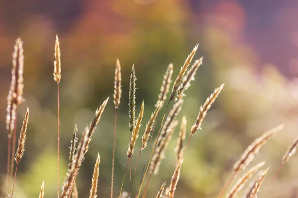 Prairies Vertes Saison Estivale — Photo