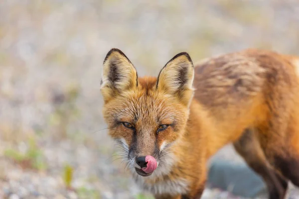Foxportrait Red Fox Vulpes Vulpes Green Background Summer Season — Stock Photo, Image