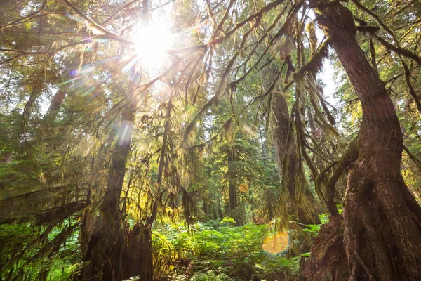 Forêt Pluviale Végétation Dense — Photo