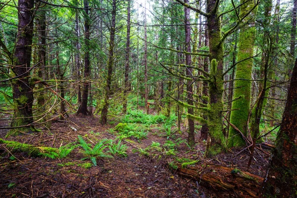 Regenwald Mit Dichter Vegetation — Stockfoto