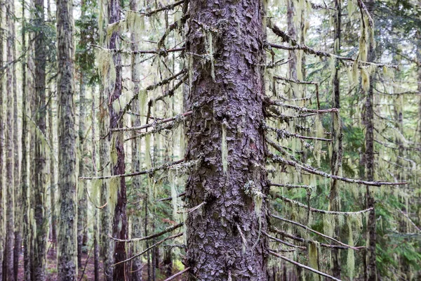 Yoğun Bitki Örtüsü Olan Yağmur Ormanı — Stok fotoğraf