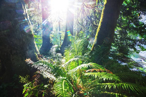 Floresta Tropical Com Vegetação Densa — Fotografia de Stock