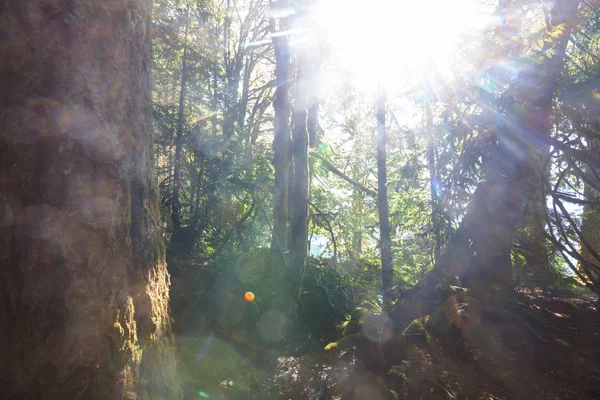 Rain Forest Dense Vegetation — Stock Photo, Image